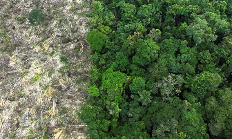 Desmatamento na Amazônia tem queda de 21,8% e no Pantanal de 9.2%