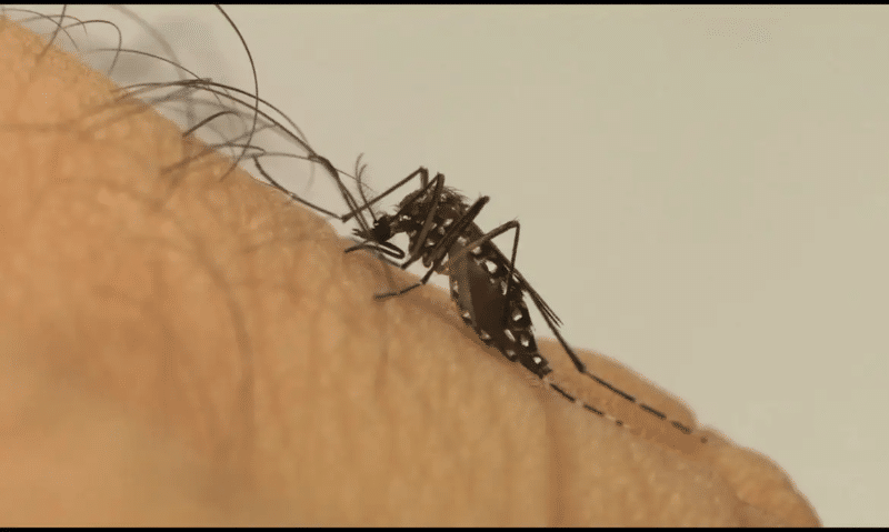 Médico faz orientações para vítimas da dengue