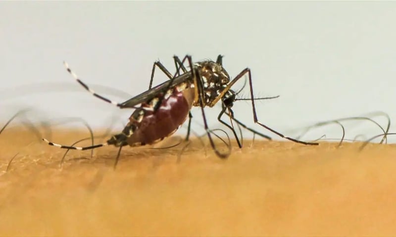 Minas Gerais decreta fim de emergência em saúde pública devido à dengue