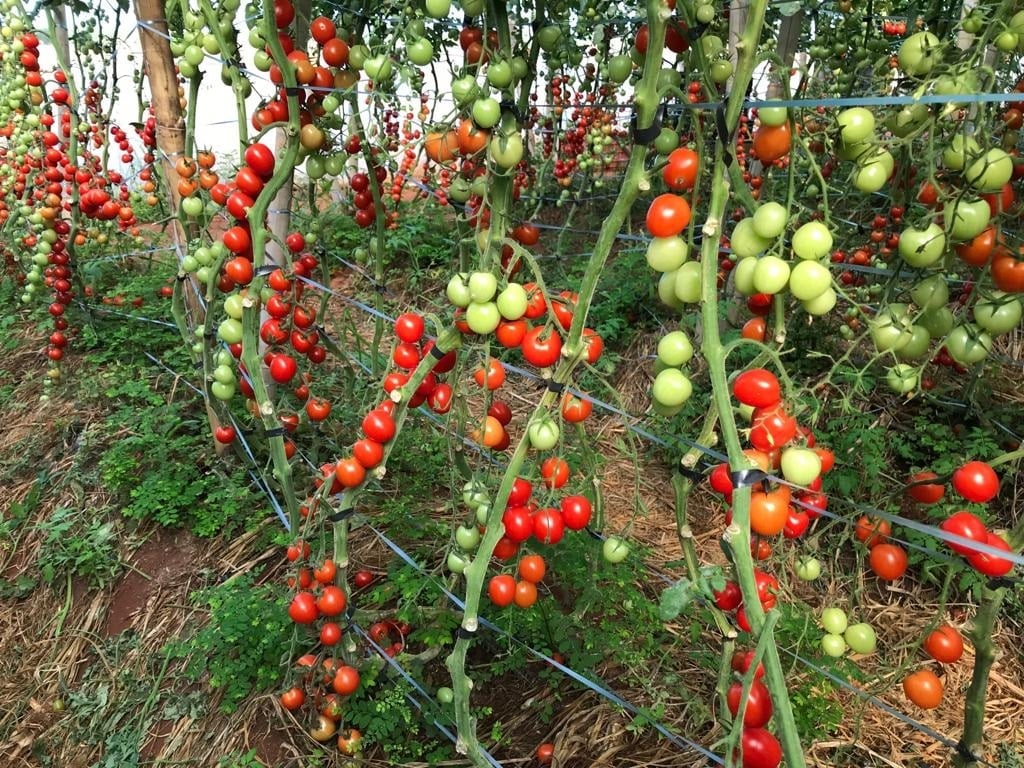 Produção de tomate cresce em SP