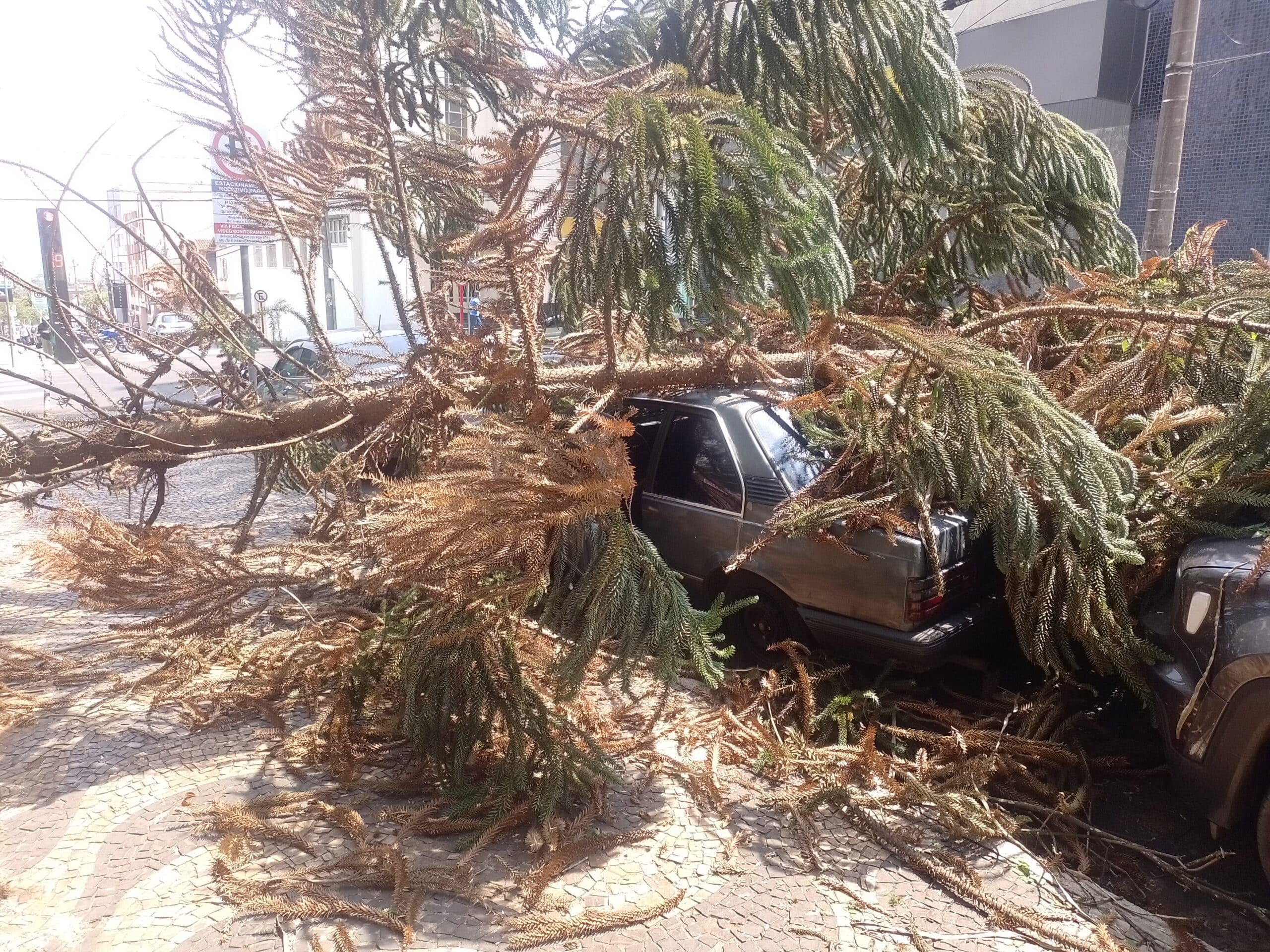 Árvore cai sobre carro na Rua Conde do Pinhal