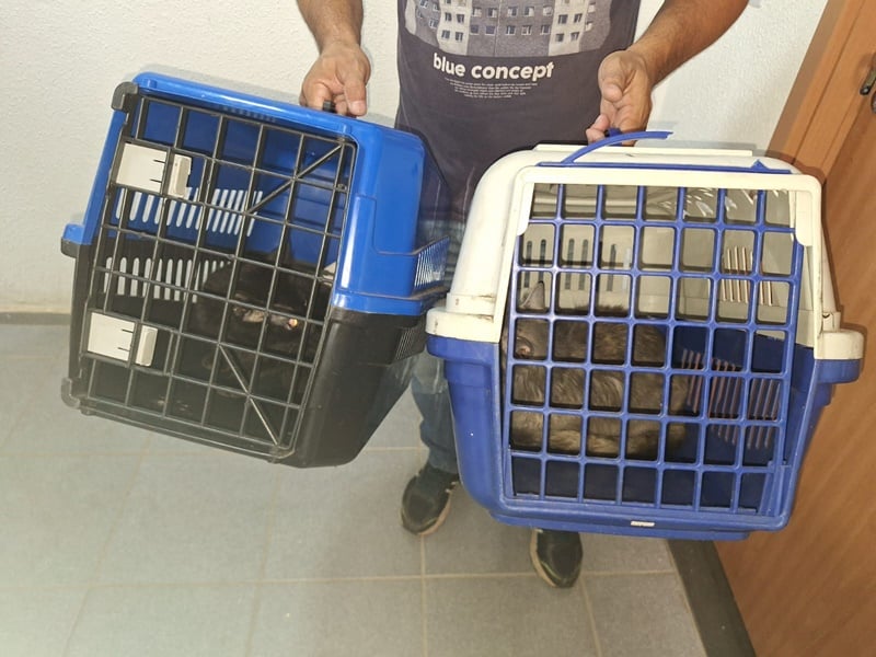 Gatos são apreendidos depois de abandonados em apartamento