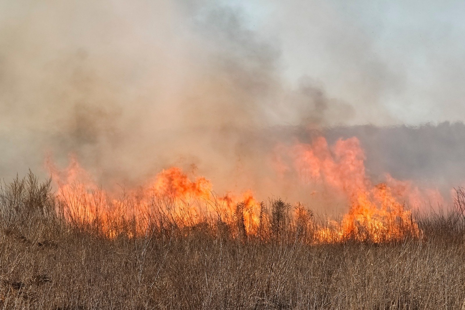 Incêndios causados por humanos