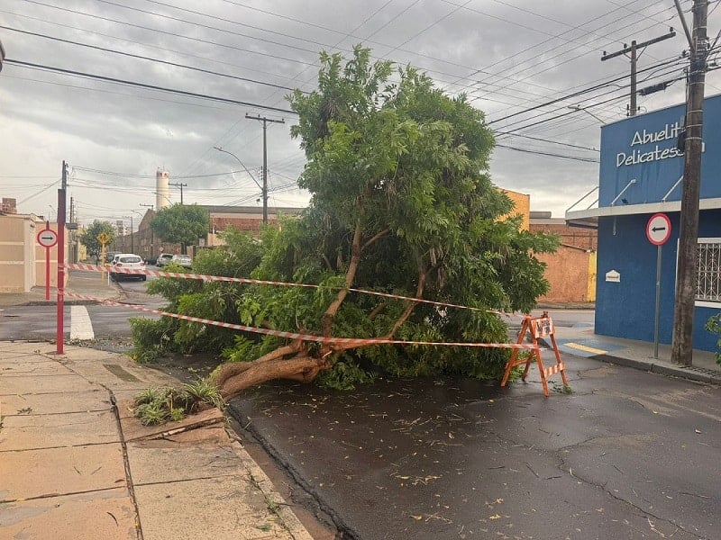 Tempestade atinge São Carlos e derruba pelo menos 7 árvores