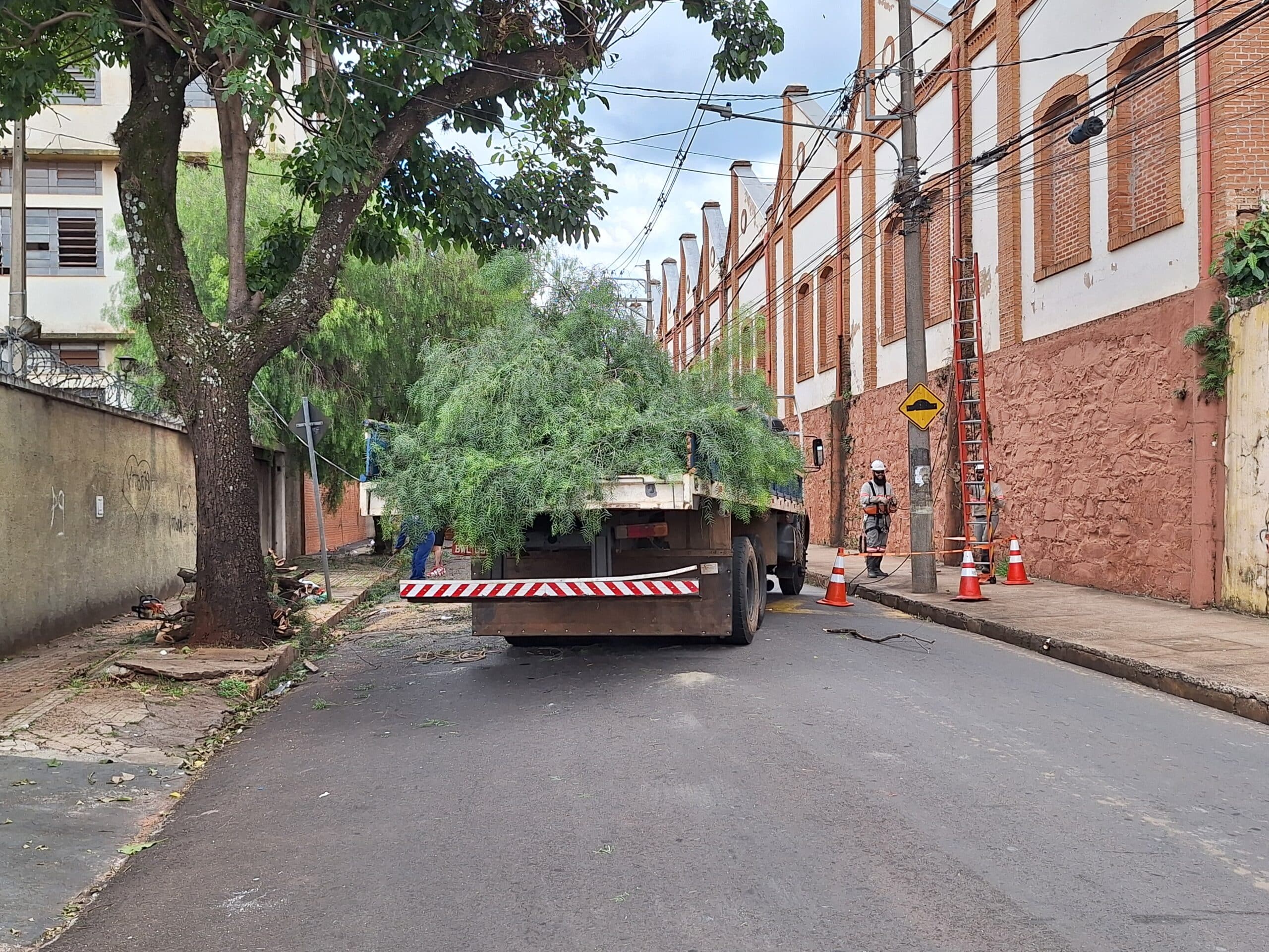 Caminhão derruba árvore no Centro