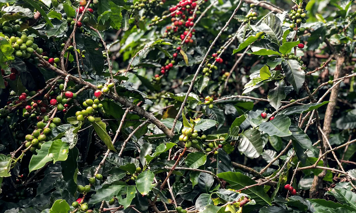 Café terá safra de 51,8 milhões de sacas