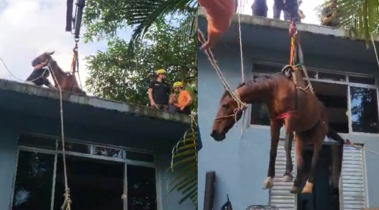 Cavalo é resgatado de laje após enchente no litoral paulista