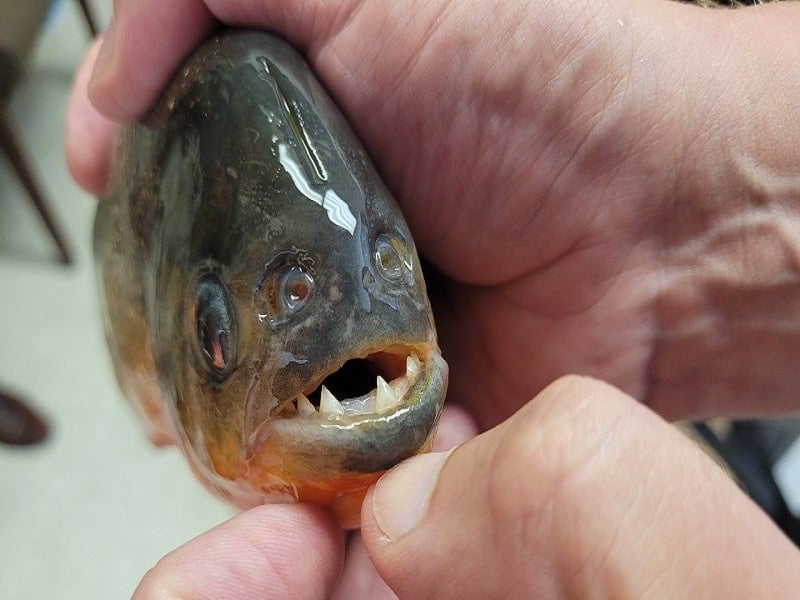 Cinco pessoas são mordidas por piranhas na represa do Broa