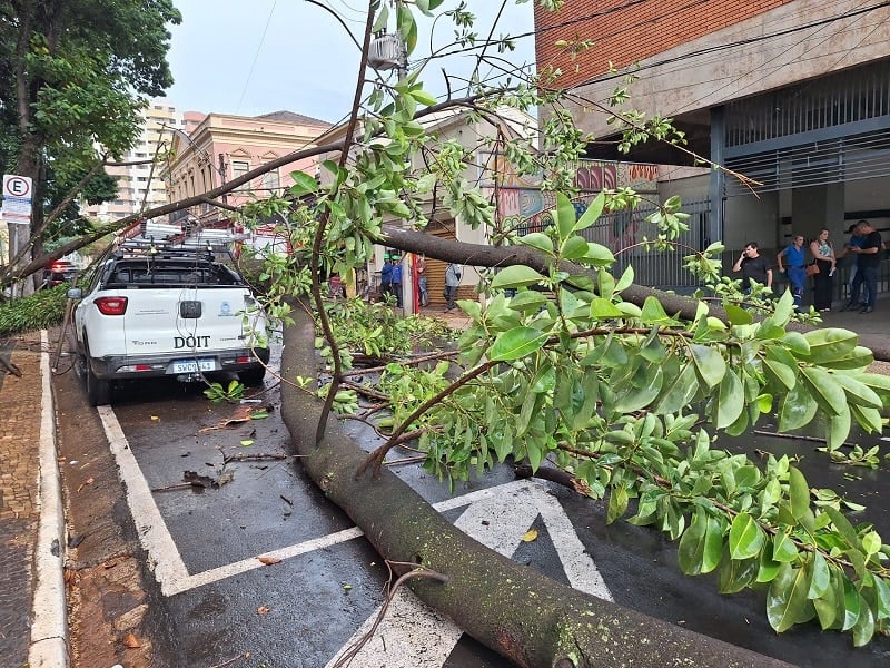 Árvore de grande porte cai sobre carro no Centro de São Carlos