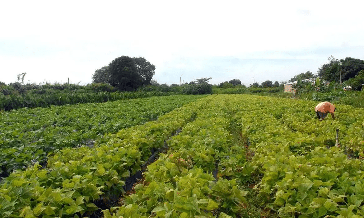 Prorrogadas parcelas de crédito rural