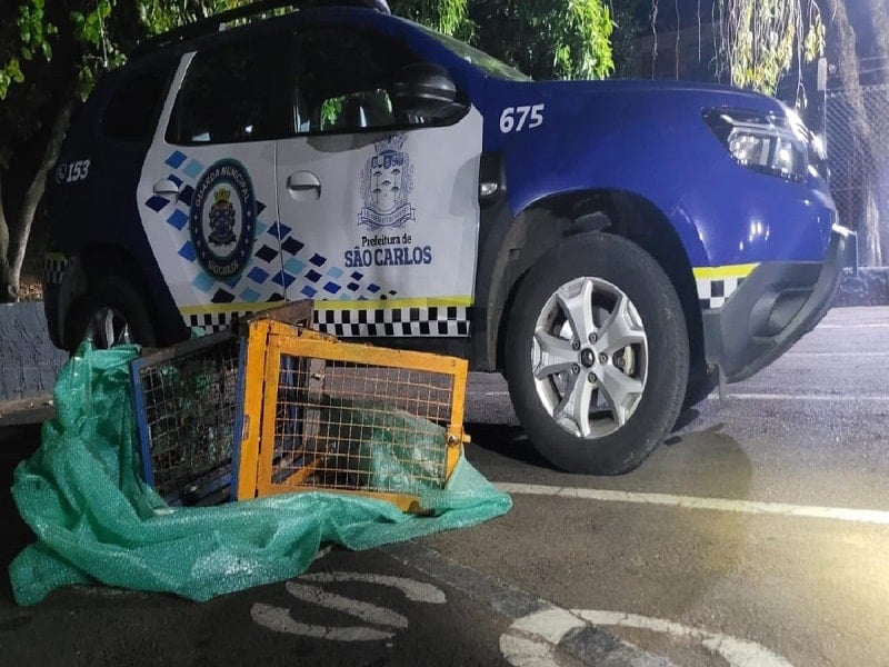 Furto na Avenida São Carlos: suspeito de 19 Anos é detido pela GM