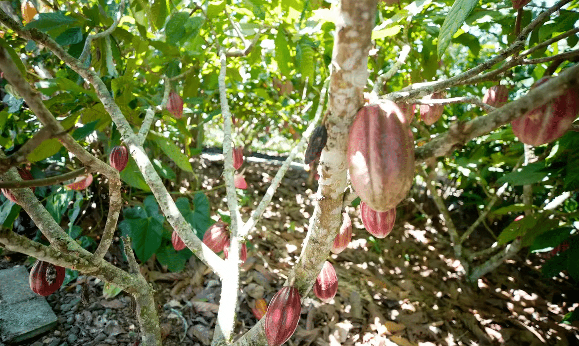 Fundo financiará pequenos agricultores