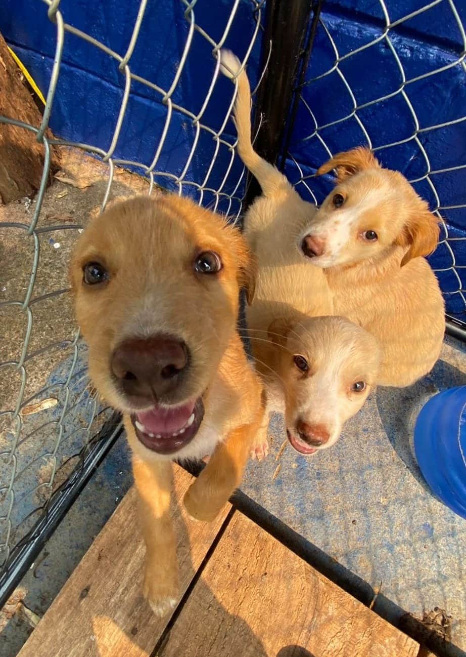 Março terá 2 Feiras de Adoção PET