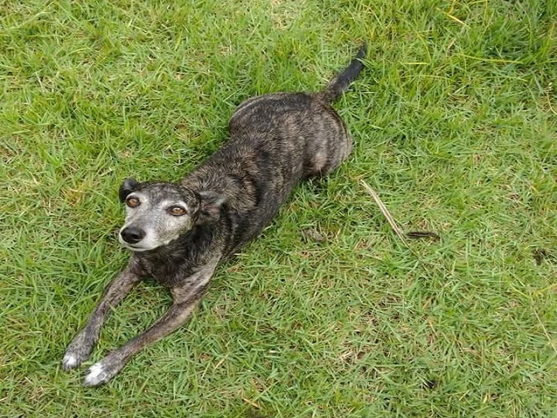 Cachorrinha desaparece no Jardim São João Batista e família pede ajuda para encontrá-la